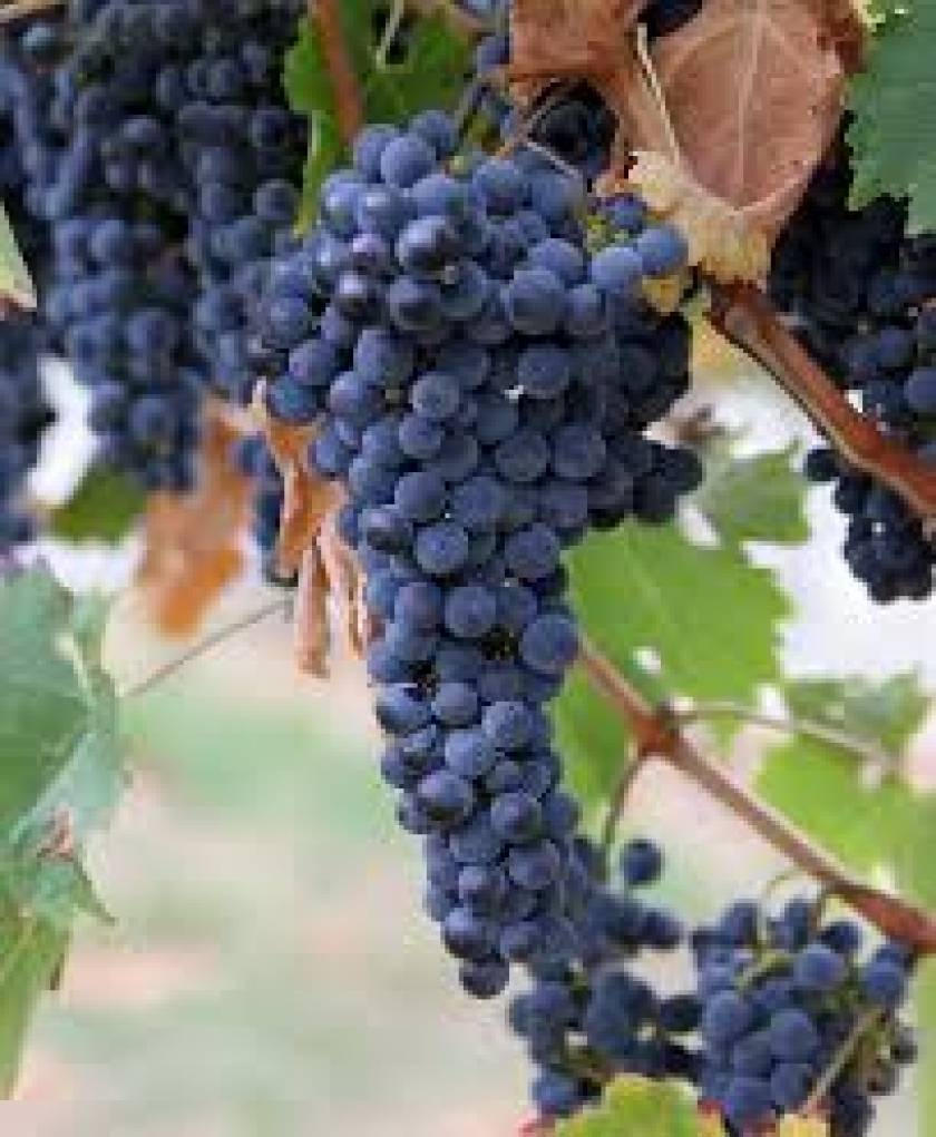 Aplicación Ley 12/2013. Contratos entre el comprador y vendedor de uva